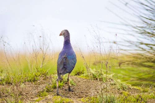 Preview: Blue, Purple Bird Swamphen Purple Swamphen Porphyrio Porphyrio