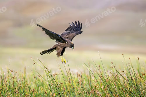 Preview: Flying Hawk. Bird Of Prey. Colorful Nature Background. Bird: Western Marsh Harrier.