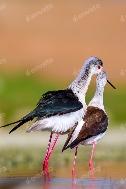 Preview: Cute Bird'S Mating. Common Water Birds. Bird; Black Winged Stilt. Himantopus Himantopus. Colorful