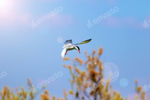 Preview: Flying Bird. Blue Sky Background. Artistic Bird Photography.