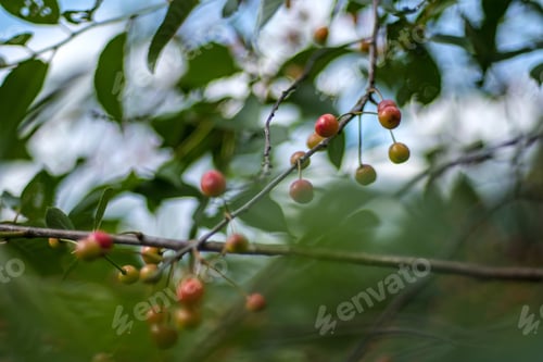 Preview: Cherry Tree Close Up With Almost Red Cherries Ready For Harvest