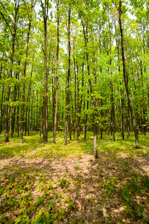 Preview: Landscape With Oak Forest In A Summer Day