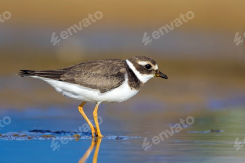Preview: Nature And Bird. Cute Little Water Bird. Colorful Nature Background. Bird: Common Ringed Plover.