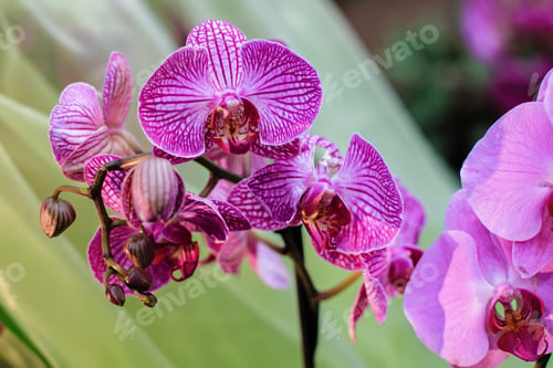 Preview: Flowers. Phalaenopsis Orchids (Moth Orchids). Beautiful Flowers Used As Household Plants.
