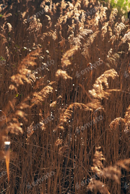 Preview: Detail Of Reed In Sunlight.
