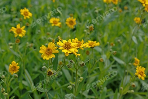 Preview: Yellow Flowering Plant (Arnica Foliosa) Used In Herbal Medicine In The Garden