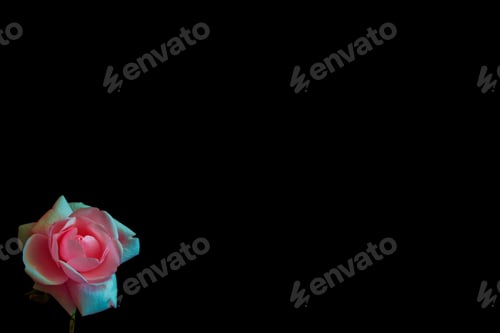 Preview: Flower Bud Roses On A Black Background. Nature