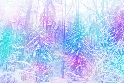 Preview: Forest In The Frost. Winter Landscape. Snow Covered Trees