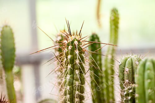 Preview: Cactuses In Balchik Botanical Garden