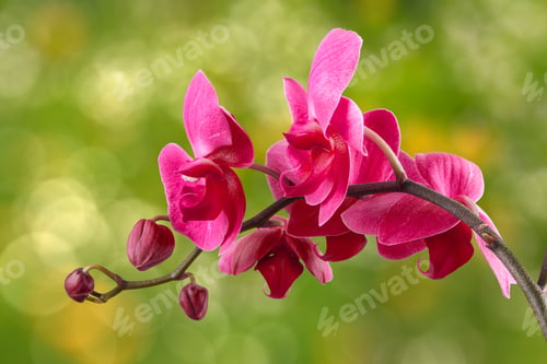 Preview: Red Orchid Flower Close Up On Blurred Green Background