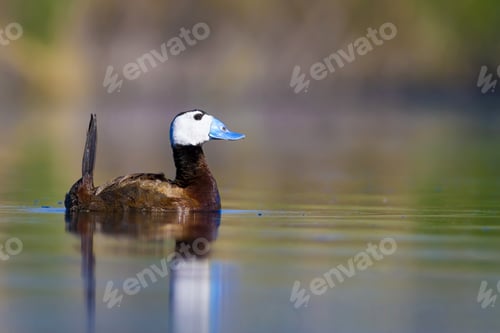 Preview: Swimming Duck. Colorful Nature Background. Bird: White Headed Duck. Oxyura Leucocephala. Ankara