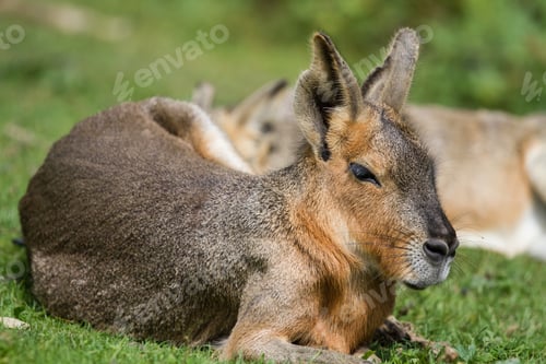 Preview: Patagonian Mara (Dolichotis Patagonum) - Large Rodent In Grass