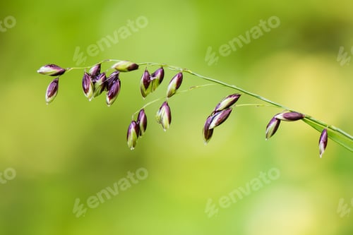 Preview: White Spring Flowers On Green Background With Shallow Depth Of Field