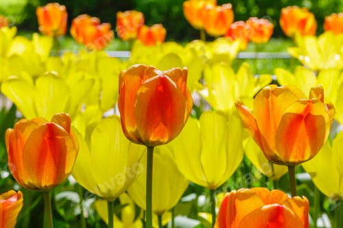 Preview: Spring Blooming Tulip Flowrs Blossom Scene. Tulips In Spring Blooming Garden. Tulip Festival In