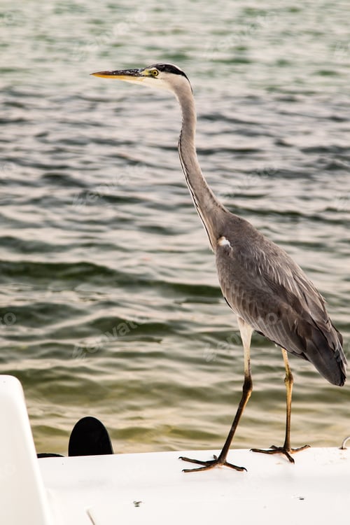 Preview: Great Egret (Ardea Alba) Gray Bird