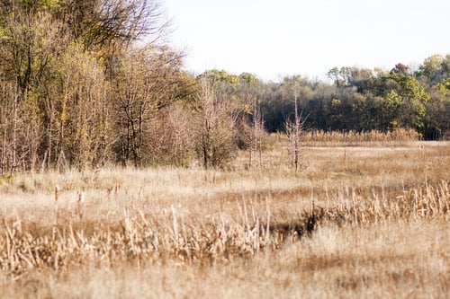 Preview: Peaceful Field of Grass and Forest Trees