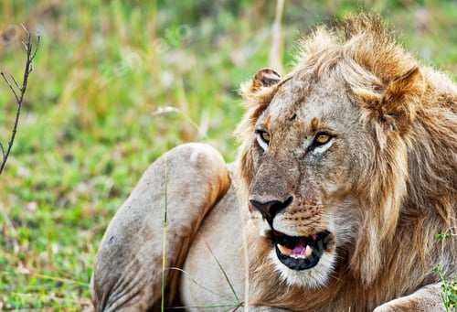 Preview: African Lion In The Maasai Mara National Park, Kenya