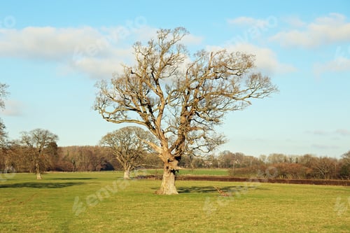 Preview: Bare Tree In January In The British Countryside.