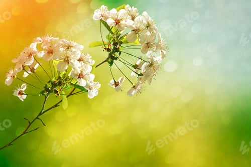 Preview: Blossoming Branch Apple. Bright Colorful Spring Flowers
