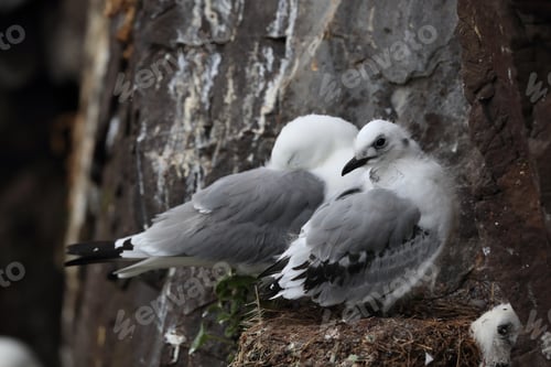 Preview: Black-Legged Kittiwake (Rissa Tridactyla) , Iceland, Polar Regions