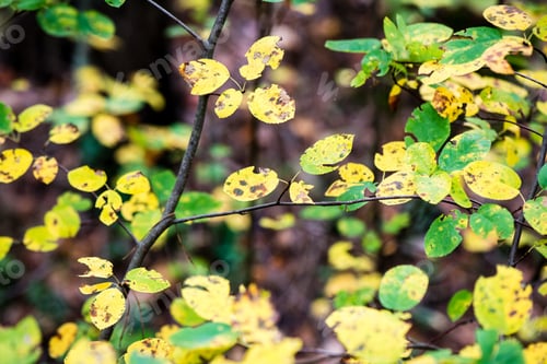 Preview: Autumn Colored Old Leaves On Blur Background In Wet Forest
