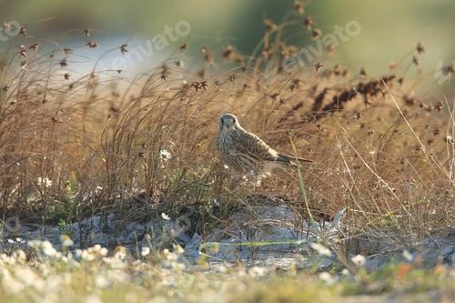 Preview: Common Kestrel (Falco Tinnunculus) Sweden