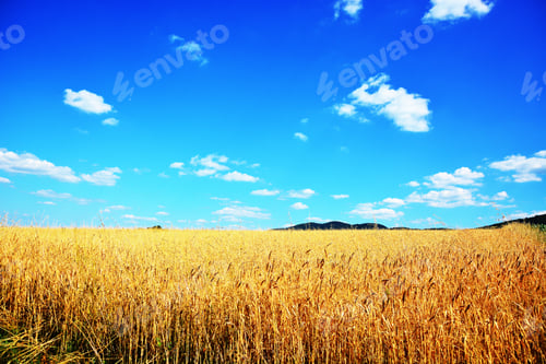 Preview: Wheat Field Background