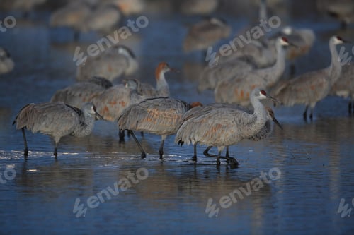 Preview: Sandhill Crane Bosque Del Apache Wildlife Reserve New Mexico Usa