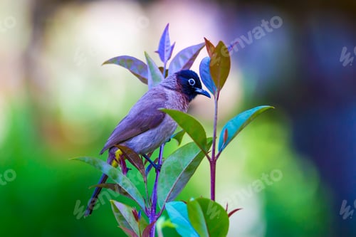 Preview: White Spectacled Bulbul. Green Nature Background. Pycnonotus Xanthopygos