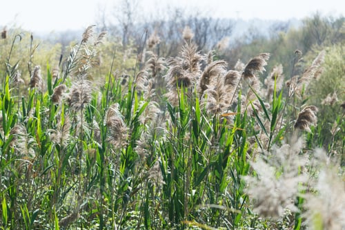 Preview: At Ein Afek Nature Reserve, Israel