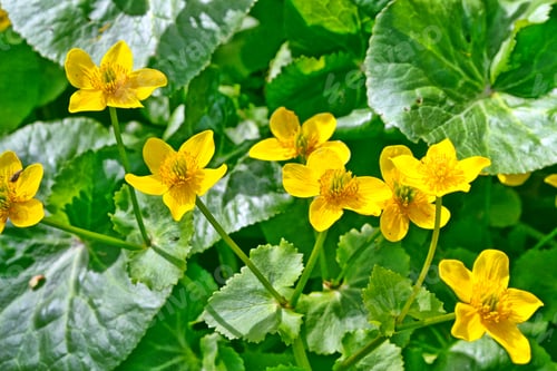 Preview: Bright Colorful Yellow Flowers Against The Background Of The Summer Landscape.