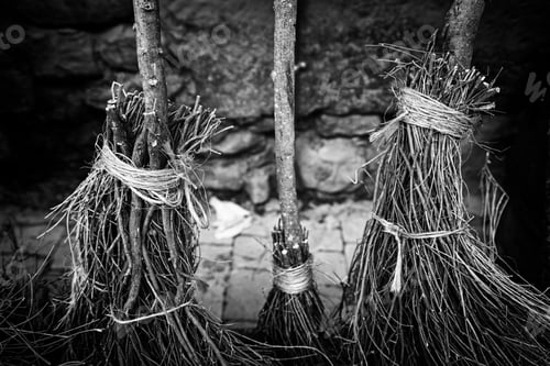 Preview: Witch Brooms Detail, Detail Of A Broom Halloween, Party Of Fear