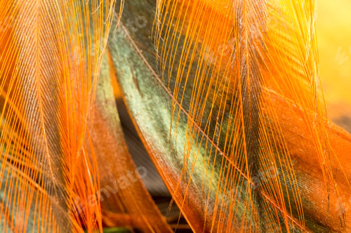 Preview: Colorful Rooster Feather With Details And Reflexions
