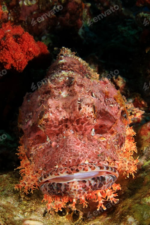 Preview: Scorpionfish