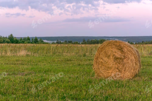 Preview: Large Round Bale Of Hay Lays On A Beveled Meadow