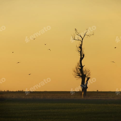 Preview: Birds