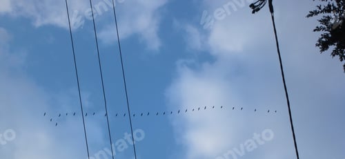 Preview: Panoramic Photography With Electrical Wires, Blue Sunny Sky With White Clouds, And Birds
