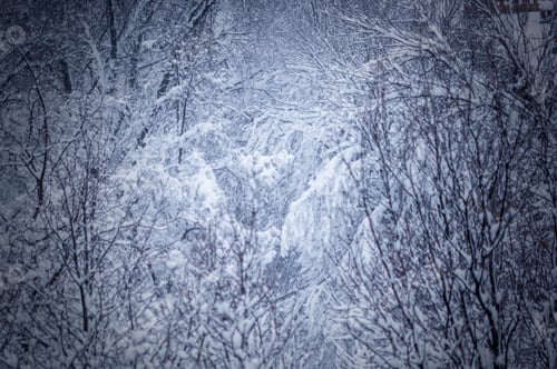 Preview: Winter Urban Frosty Landscape - Snow Covered Trees On Foggy Background