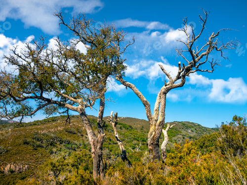 Preview: Cork Oak Dead By Drought In The Natural Park "Parque Natural De Los Alcornocales" In Andalusia