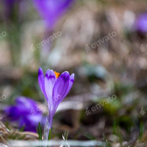 Preview: Crocus Heuffelianus, Beautiful Flowers In The Mountains
