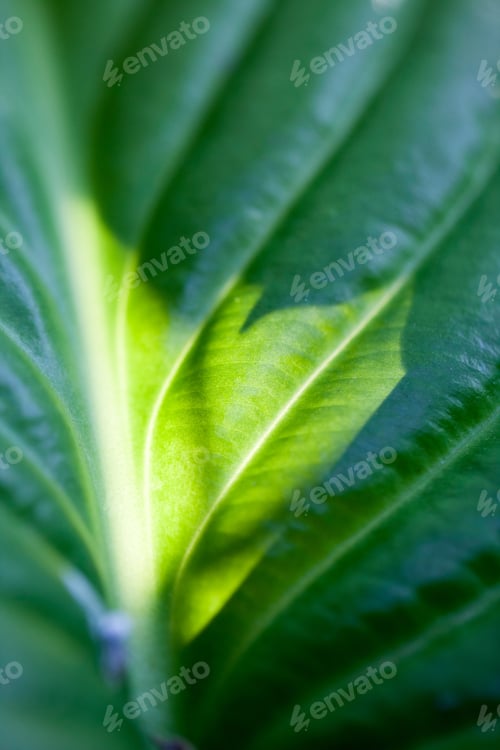 Preview: Green, Abstract Composition With Leaf Texture And Soft Focus