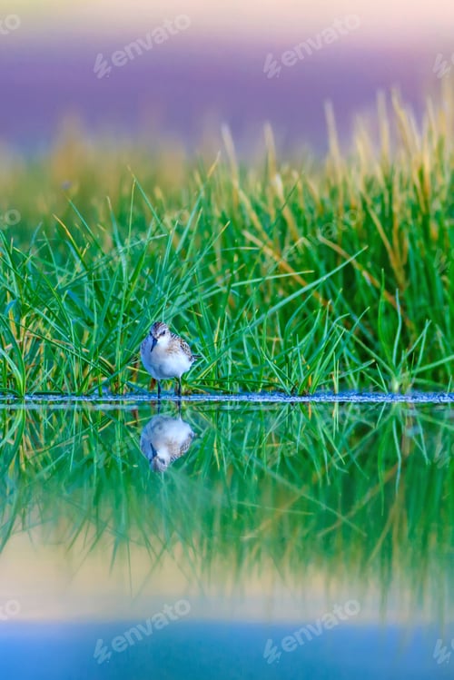 Preview: Cute Water Birds And Nature. Landscape Nature And Birds. Green Nature Background. Common Bird