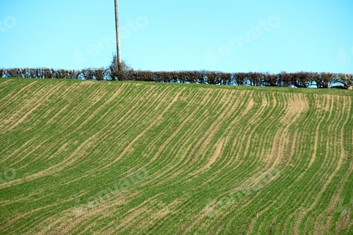 Preview: Wavy Lines Of New Crops Growing In A Field