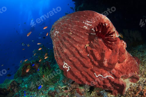 Preview: Coral Reef Barrel Sponge And Scuba Divers