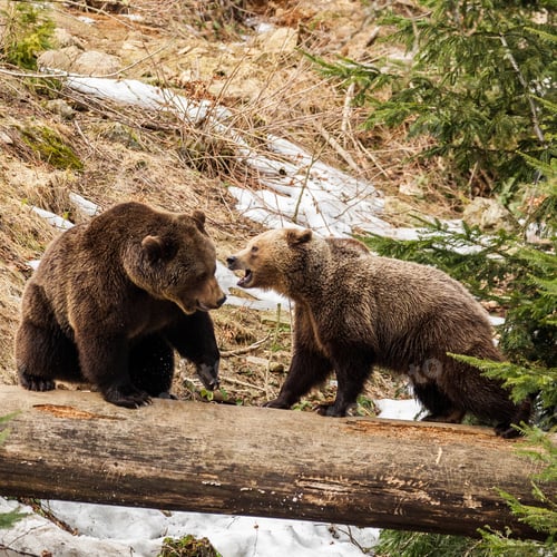 Preview: Brown Bears (Ursus Arctos) In Lake Clark National Park, Alaska, Usa