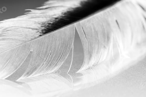 Preview: Black And White Photo Of Hen Feather With Details And Reflexions