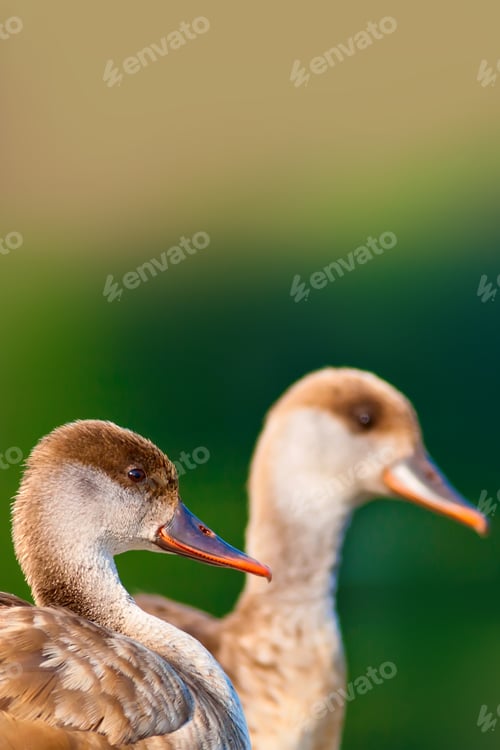 Preview: Duck Family. Nature Background. Red Crested Pochard Netta Rufina.