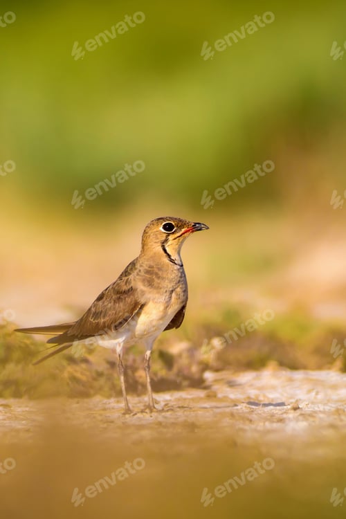 Preview: Cute Bird Pratincole. Green Yellow Nature Background. Collared Pratincole / Glareola Pratincola