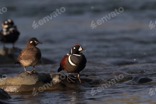 Preview: Harlequin Duck Iceland