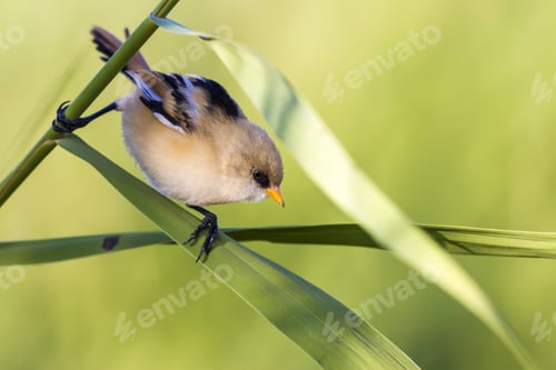 Preview: Little Cute Bird. Natural Habitat. Green Background. Bird: Bearded Reedling. Panurus Biarmicus.